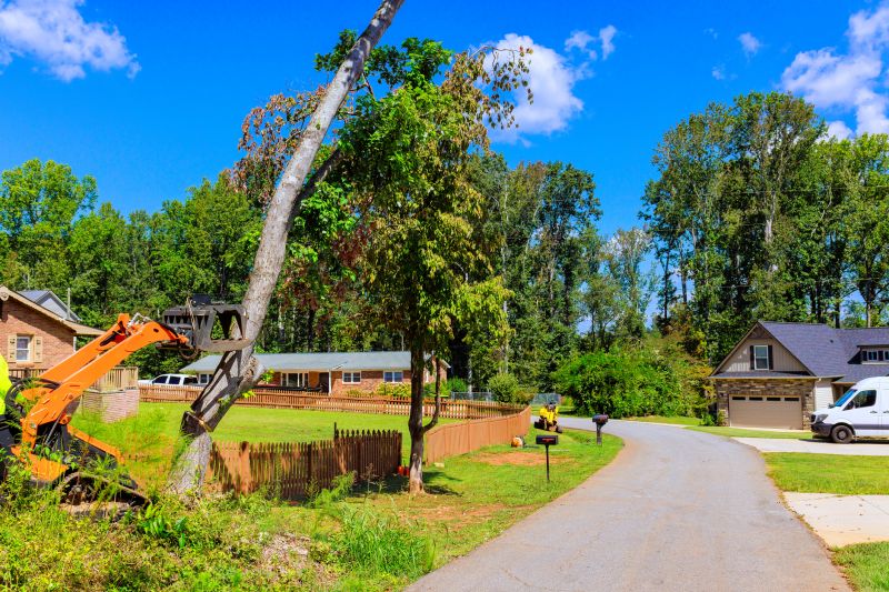 Emergency Tree Removal detail