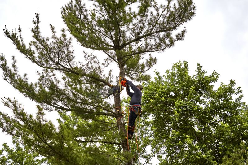 Summer Tree Removal