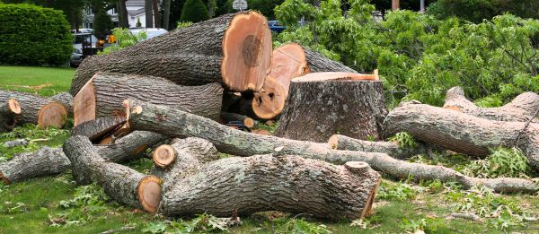 Cost of Large Tree Removal in Flagstaff