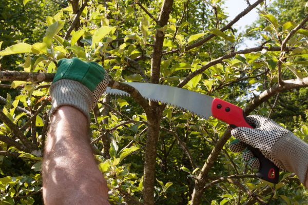 Cost of Small Tree Removal in Flagstaff