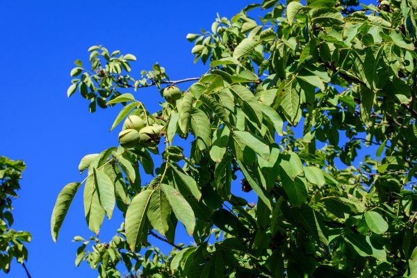 Cost of Walnut Tree Removal in Flagstaff