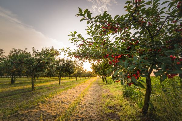 Cost of Cherry Tree Removal in Flagstaff