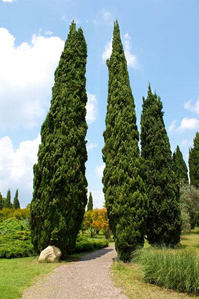 Cost of Cypress Tree Removal in Flagstaff