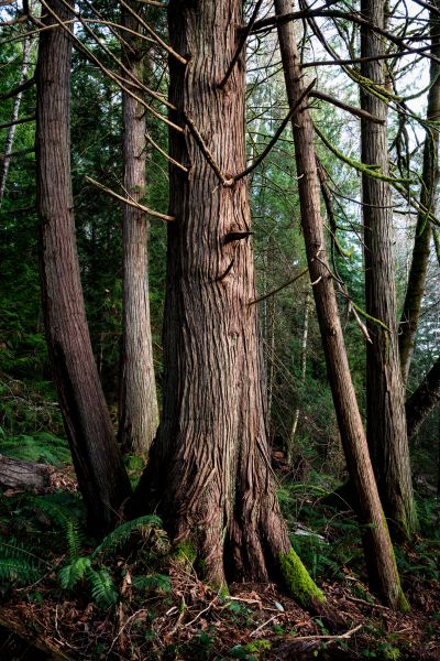 Cost of Cedar Tree Removal in Flagstaff