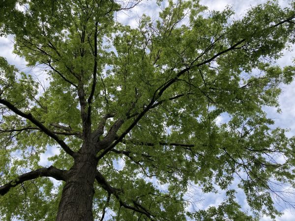 Cost of Oak Tree Removal in Flagstaff