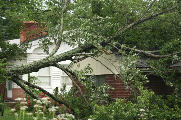 Cost of Emergency Tree Removal in Flagstaff