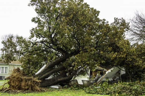 Cost of Fallen Tree Removal in Flagstaff