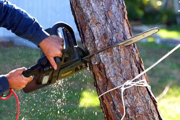 Cost of Dead Tree Removal in Flagstaff